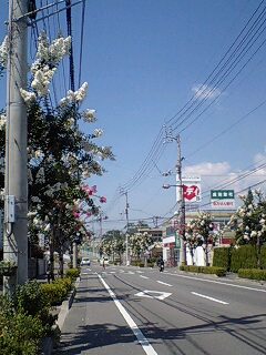 f0050468_9551782.jpg