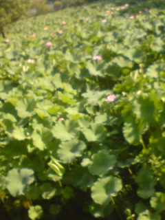 c0159398_2113020.jpg