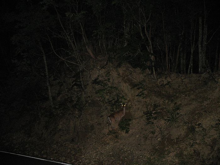 c0119618_6464034.jpg