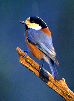 f0060424_783429.jpg