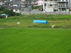 a0071332_16473183.jpg