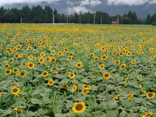 e0063632_1350134.jpg