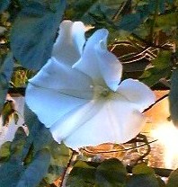f0096147_2153524.jpg