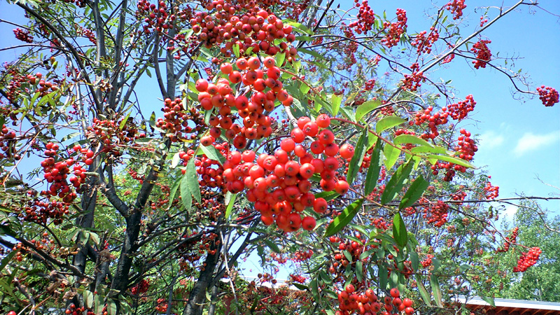 a0036254_2052054.jpg