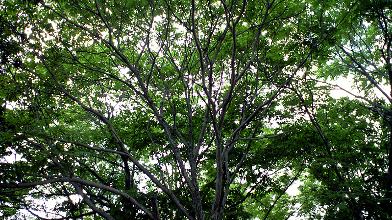 a0036254_2115320.jpg