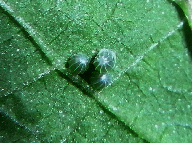 d0146854_011955.jpg