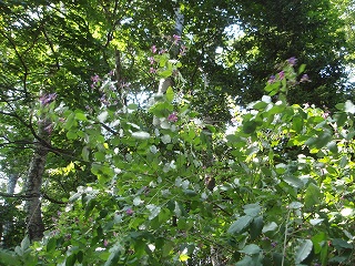 e0004756_20112139.jpg