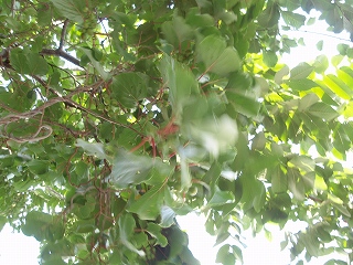 e0004756_2012412.jpg