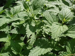 e0004756_20345030.jpg