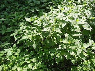 e0004756_2035235.jpg