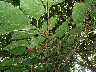 e0004756_20431100.jpg