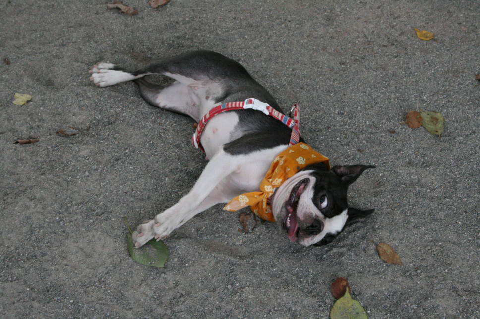 d0070702_850285.jpg