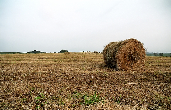 d0001533_20422729.jpg