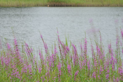 e0054635_2027431.jpg