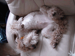 c0136736_16102993.gif
