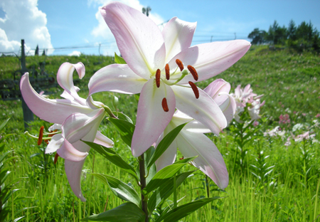 c0032567_1425552.jpg