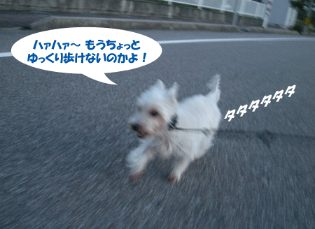 e0066883_205526.gif