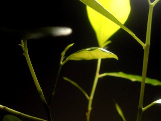 e0071923_2103563.jpg