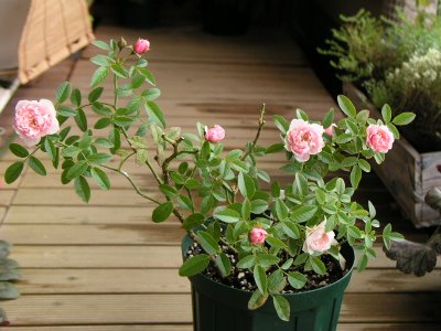 b0031925_14543691.jpg