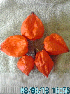 d0096542_2163735.jpg
