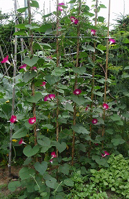 e0004756_22114146.jpg