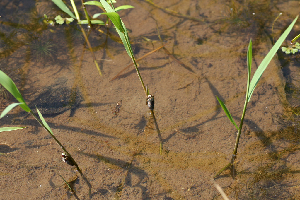 d0148060_1748267.jpg