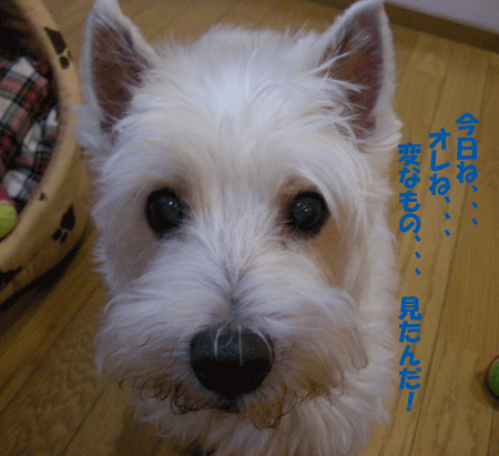e0066883_19521519.gif