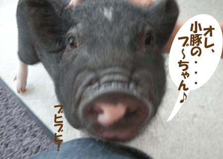 e0066883_19593086.gif