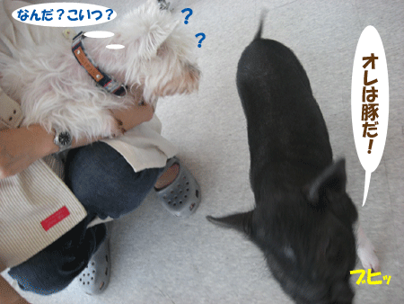 e0066883_20101623.gif