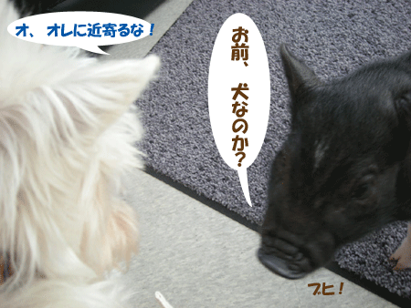 e0066883_2010591.gif