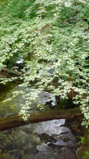 a0079292_1555051.jpg