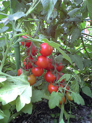 f0135908_2150276.jpg