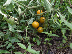 f0135908_21513536.jpg