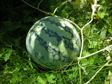 c0145209_22113244.jpg
