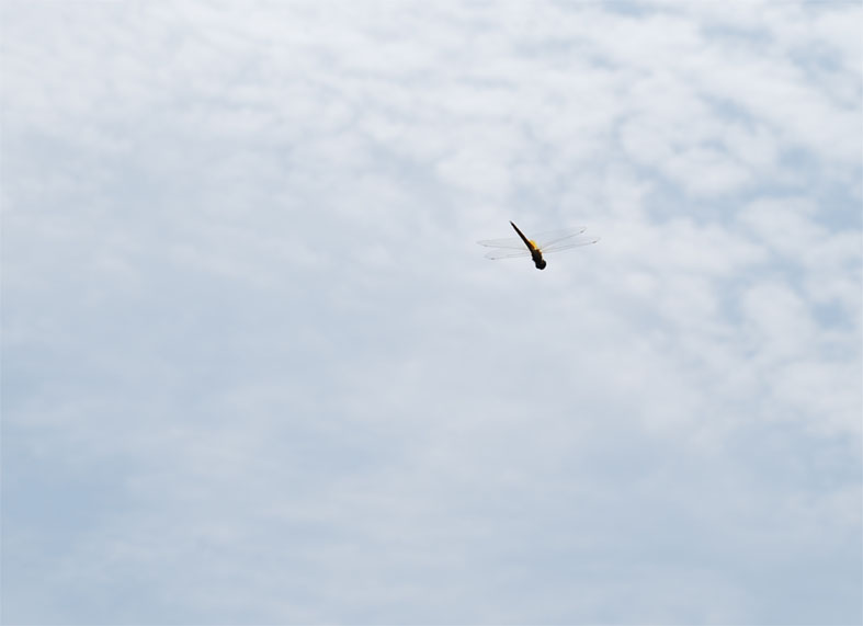 c0104225_222157.jpg
