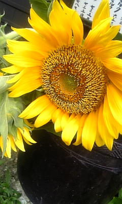 d0067640_21595224.jpg