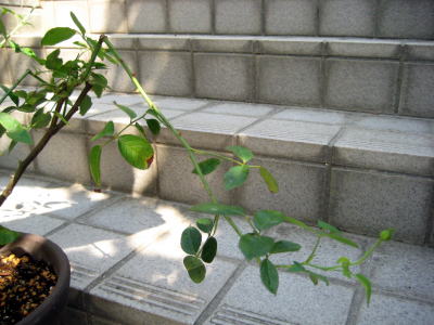 c0147952_2346890.jpg