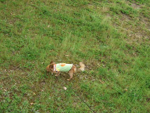 e0088654_1532861.jpg