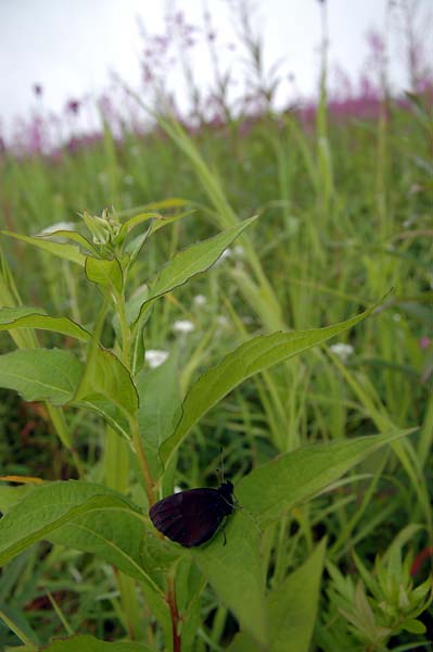 c0043361_222927100.jpg