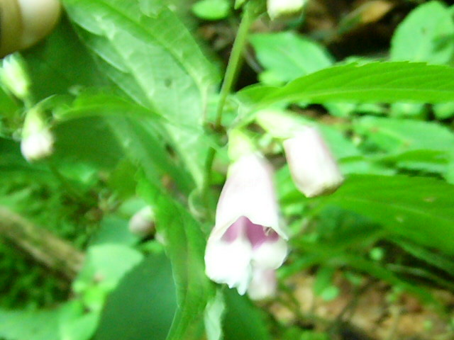 e0145782_19175548.jpg