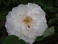 c0105785_916440.jpg