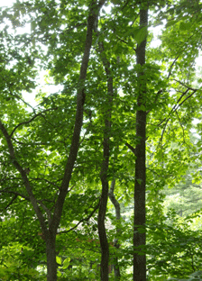 b0032694_19385050.gif