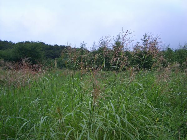 d0069498_2223589.jpg