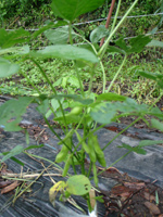 c0040702_1621137.jpg