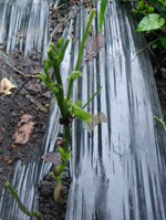 c0040702_162449.jpg