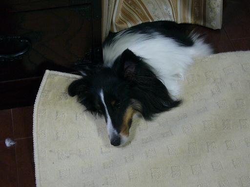 e0130008_19484150.jpg