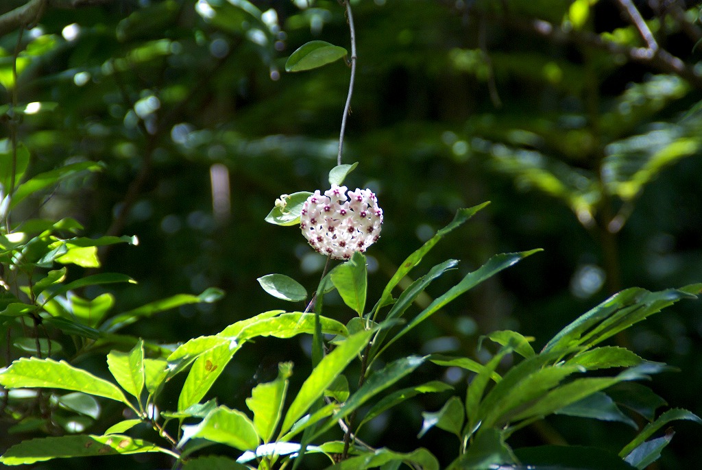 d0053930_6263176.jpg