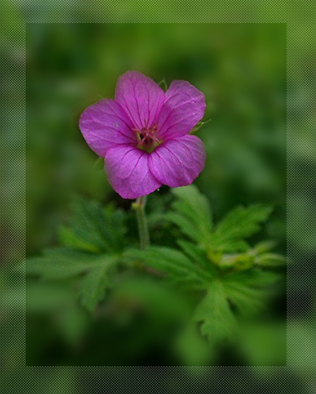 a0079880_17572100.jpg
