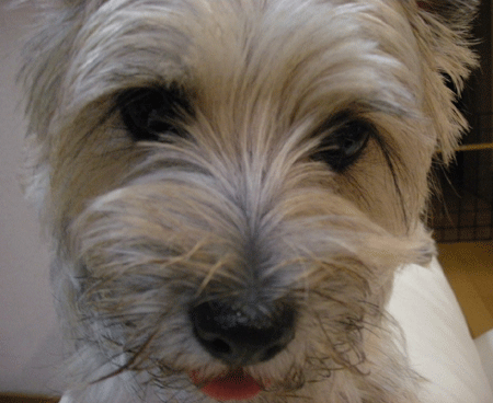 e0066883_21151656.gif
