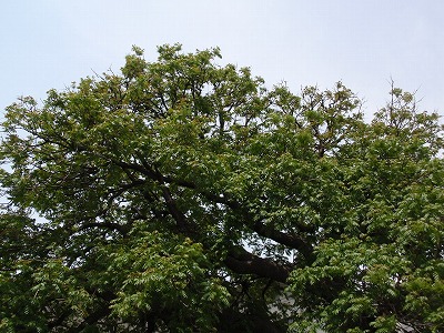 c0105785_9575630.jpg